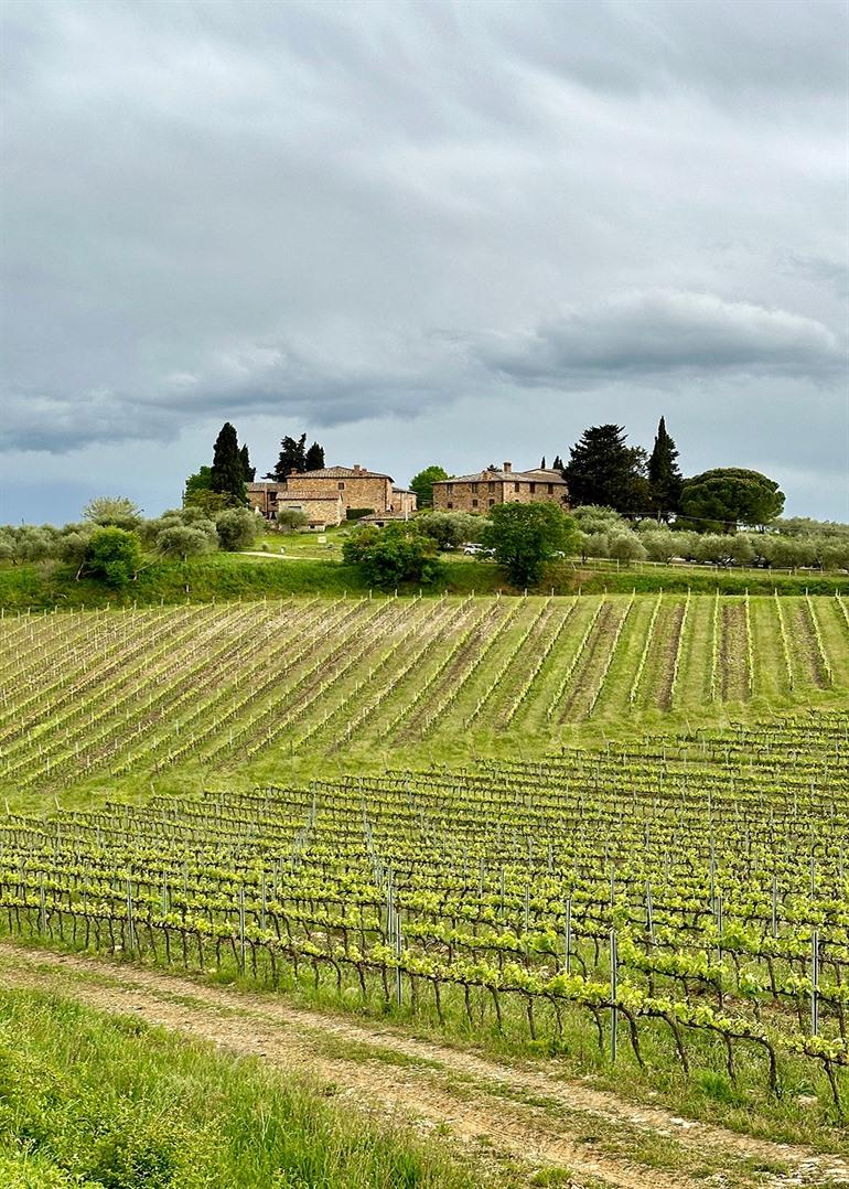 Weinberge in Castellina in Chianti