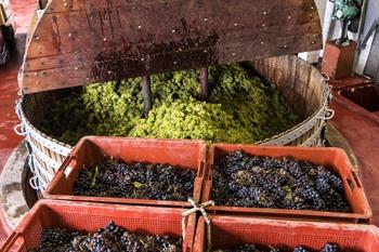 Chardonnay-Trauben in der Presse eines Champagnerhauses