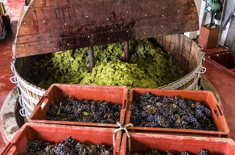 Chardonnay-Trauben in der Presse eines Champagnerhauses