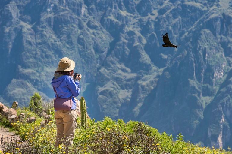 Condors in großer Höhe in Peru beobachten