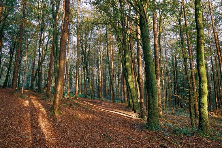 Cratloe Woods