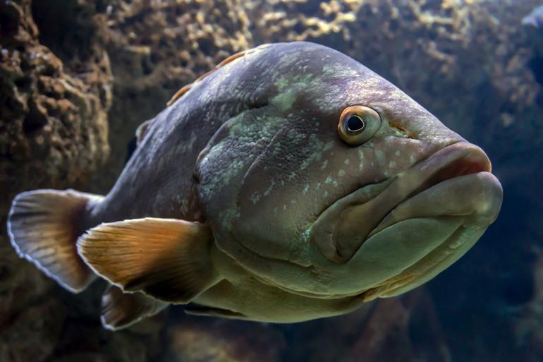 Besuch des CRETAquarium in Heraklion, Kreta