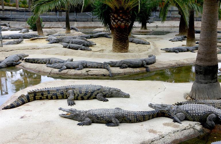 Den Crocodile Park in Torremolinos besuchen