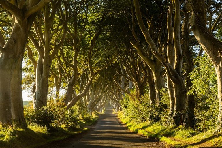 Dark Hedges in Nordirland