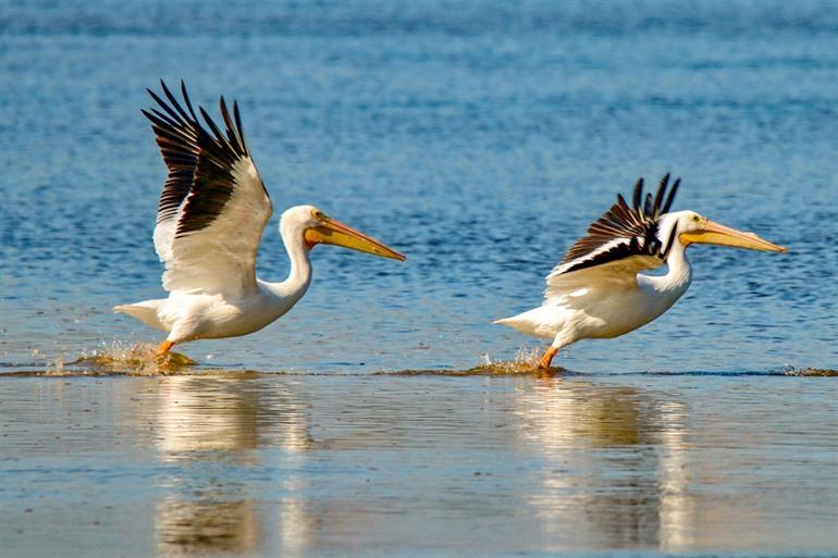 Darling National Wildlife Refuge auf Sanibel Island