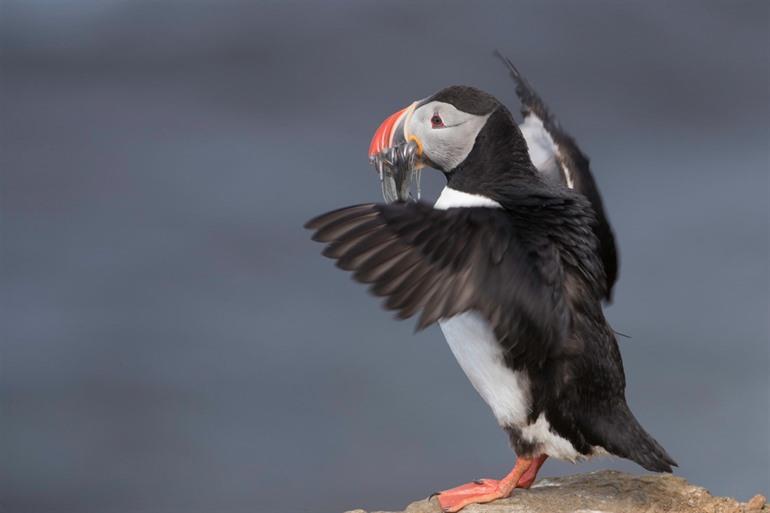 Der Atlantische Papagei.