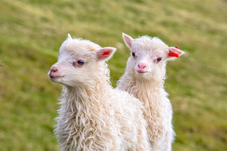 Die Färöer, auch bekannt als die Schafinseln