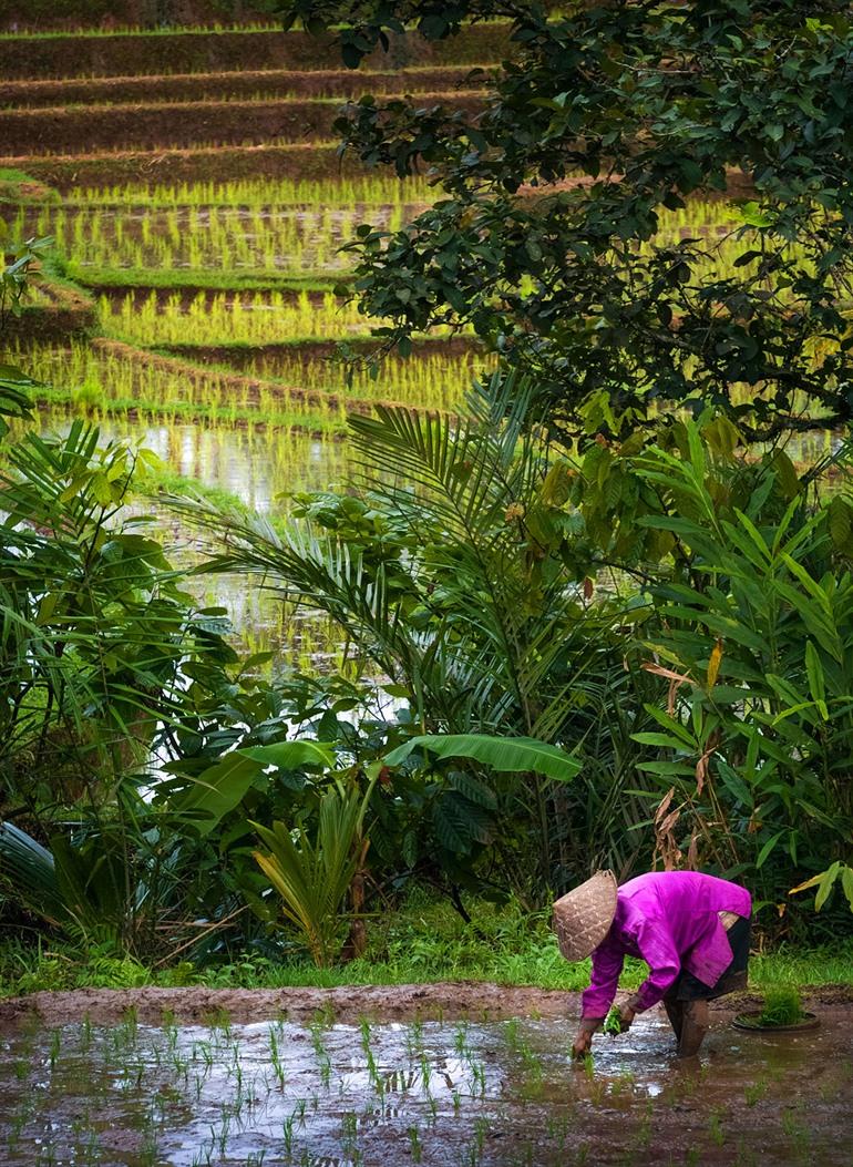 Die Reisterrassen von Belimbing, Bali