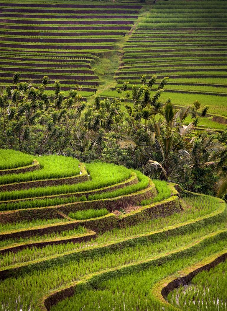 Die Reisterrassen von Belimbing, Bali