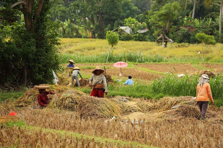 Die Reisterrassen von Rendang, Bali