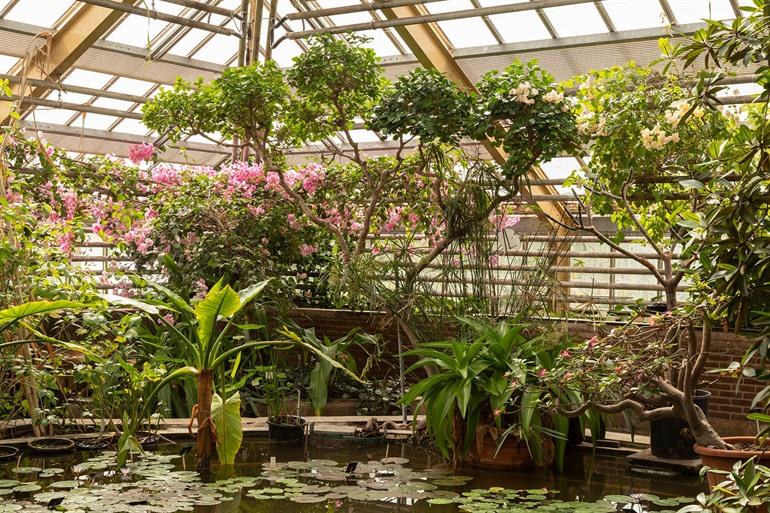 Die tropischen Gewächshäuser im Hortus Botanicus Leiden, Niederlande