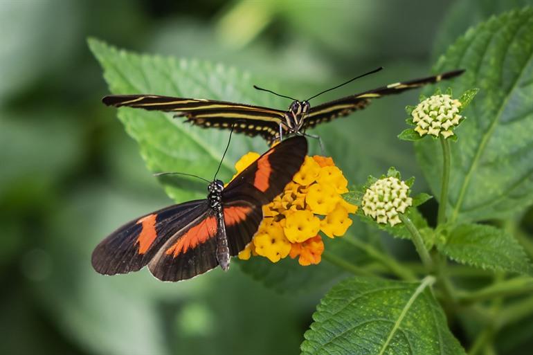 Der Schmetterlingsgarten, Hortus Botanicus Amsterdam