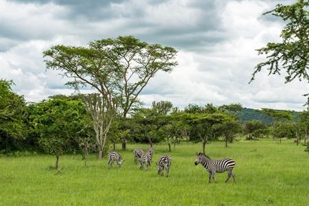 Die Zebras im Lake Mburo-Nationalpark