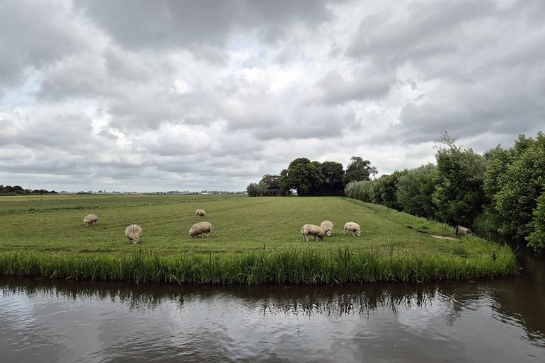 Delftse Hout, Delft