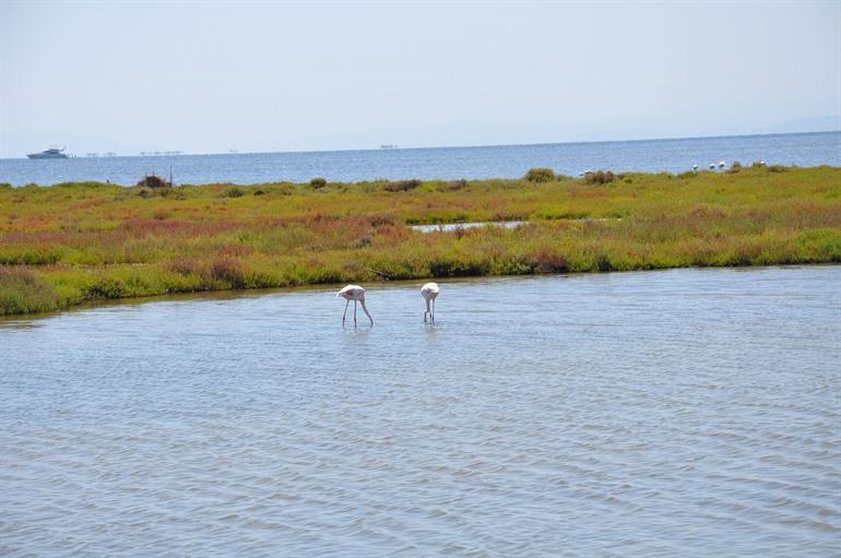 Delta des Ebro in Tarragona, Katalonien