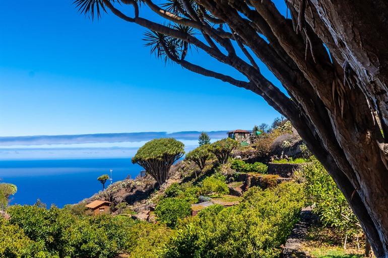 Kiefernwald Garafia auf La Palma