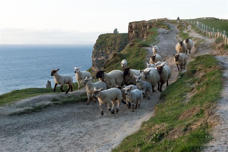 Tiere bei den Cliffs of Moher in Irland beobachten