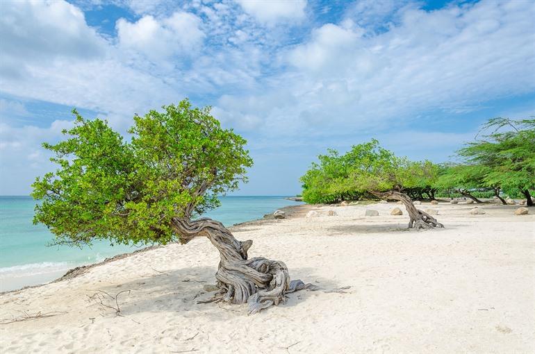 Dividivi-Bäume am Eagle Beach, Aruba