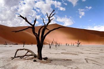 Tote schwarze Bäume bei der Deadvlei