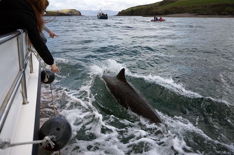 Delfine und Wale vor Dingle, Irland, beobachten