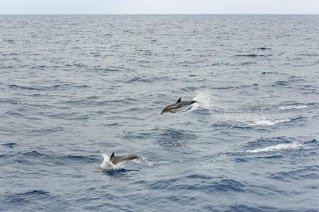 Delfine vor der Insel São Miguel beobachten