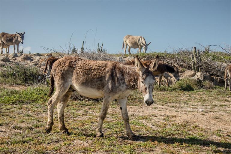 Eselreservat Aruba, ABC-Inseln