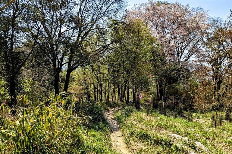 Durch die Wälder des Mount Rokkō