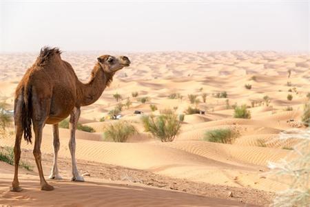 Douz Tunesische Sahara-Wüste