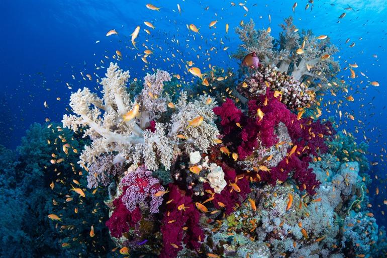 Tauchen und Schnorcheln in Marsa Alam