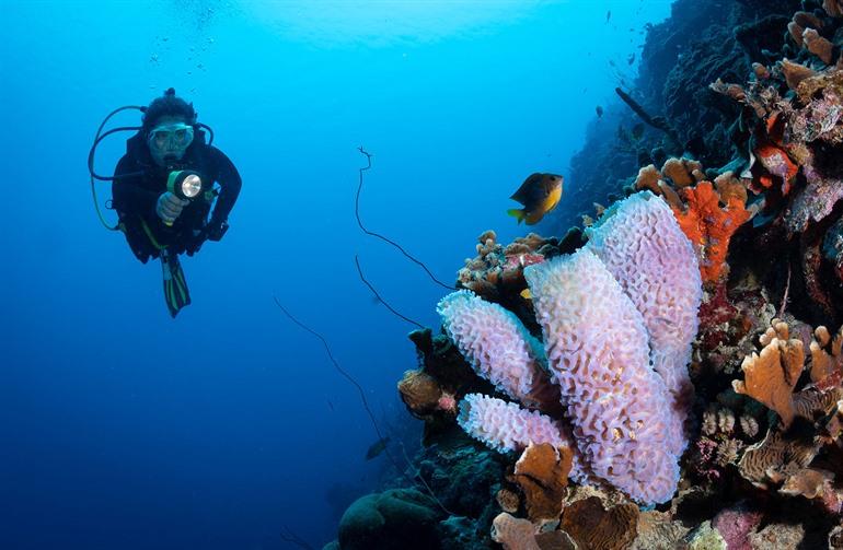 Tauchen auf Bonaire