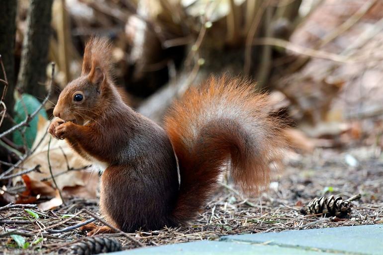 Eichhörnchen auf der Veluwe beobachten