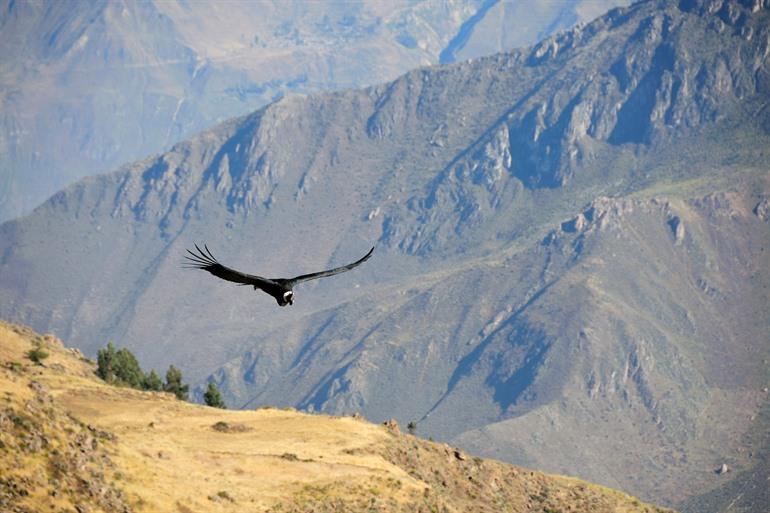 Ein Andenkondor fliegt vorbeifliegend durch den Colca Canyon