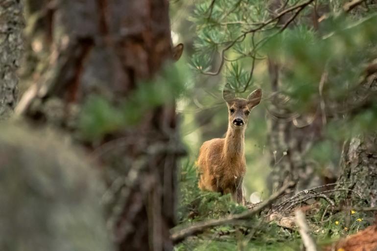 Ein Hirsch im Forestia Park