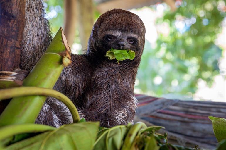 Ein Faultier im Amazonasgebiet rund um Iquitos