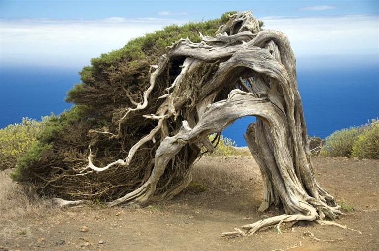 El Hierro Sabinar