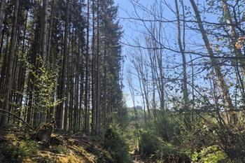 Etappe 1: La Roche-en-Ardenne nach Sainte-Ode