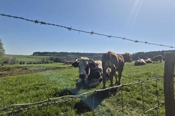Etappe 1: La Roche-en-Ardenne nach Sainte-Ode