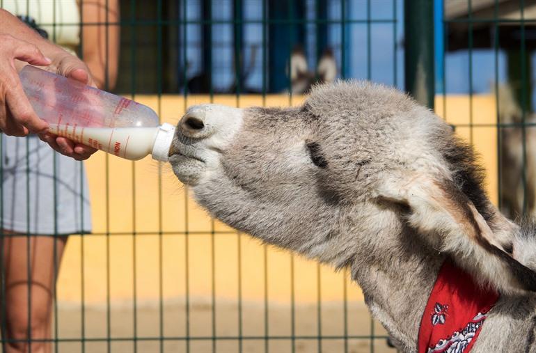 Esel im Donkey Sanctuary Bonaire füttern