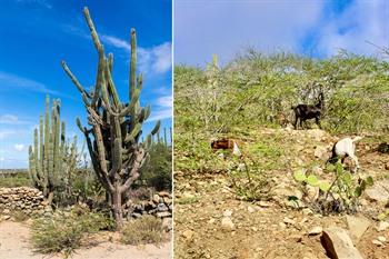 Tier- und Pflanzenwelt im Arikok-Nationalpark, Aruba