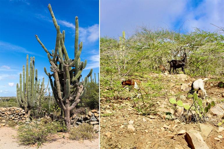Tier- und Pflanzenwelt im Arikok-Nationalpark, Aruba