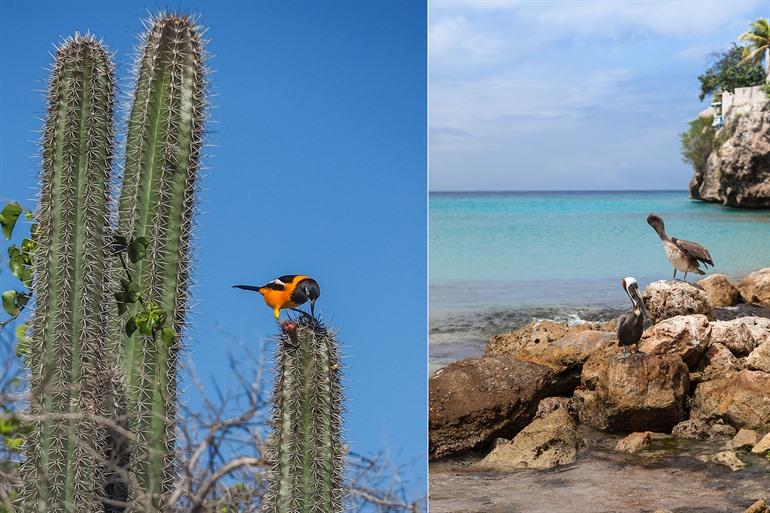 Tier- und Pflanzenwelt im Christoffelpark auf Curaçao entdecken