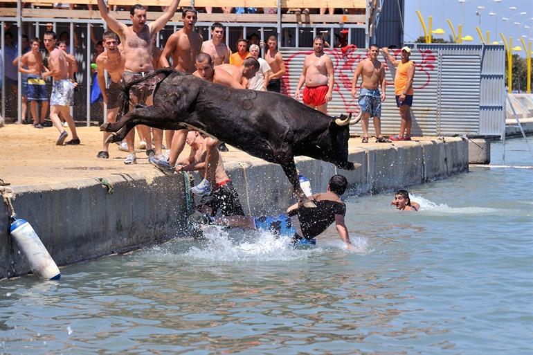 Bous a la Mar Festival, Dénia