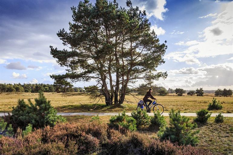 Fahrradfahren auf der Hoge Veluwe