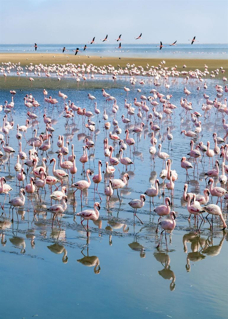 Flamingos beobachten in Walvis Bay