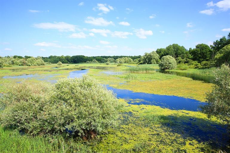 Orient-Wald in der Champagne-Region