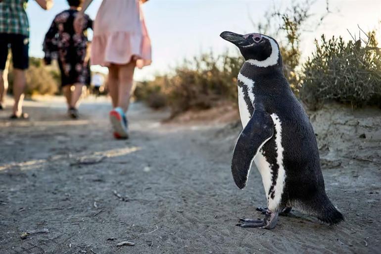 Machen Sie eine geführte Tour zur Isla Martillo.
