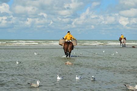 Reiternde Garnelenfischer in Oostduinkerke