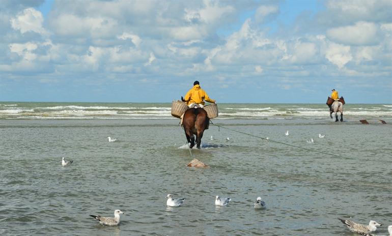Reiternde Garnelenfischer in Oostduinkerke