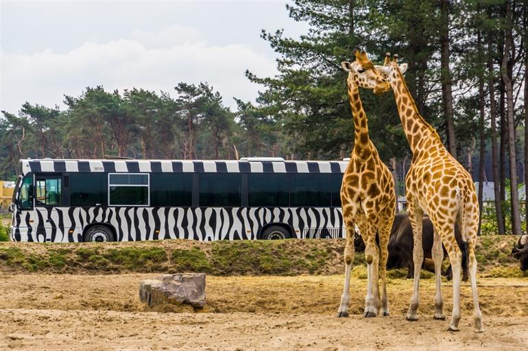 Genießen Sie eine Safari während Ihres Aufenthalts im Safaripark Beekse Bergen
