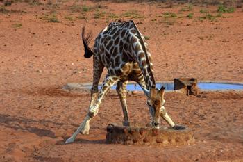 Giraffe an einem der Wasserlöcher im Waterberg Plateau NP
